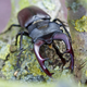 Image for article titled The Bee(tle)s Are Dying at an Alarming Rate